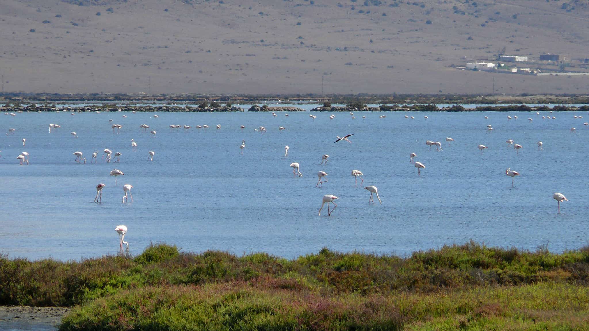 Flamingos in the Salina Cabo de Gata