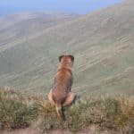 Fergus looking over hills