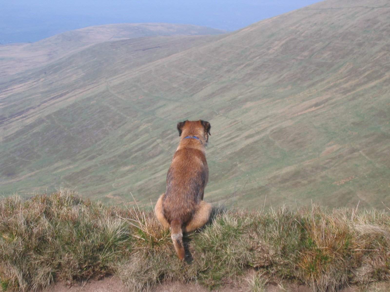 Fergus looking over hills