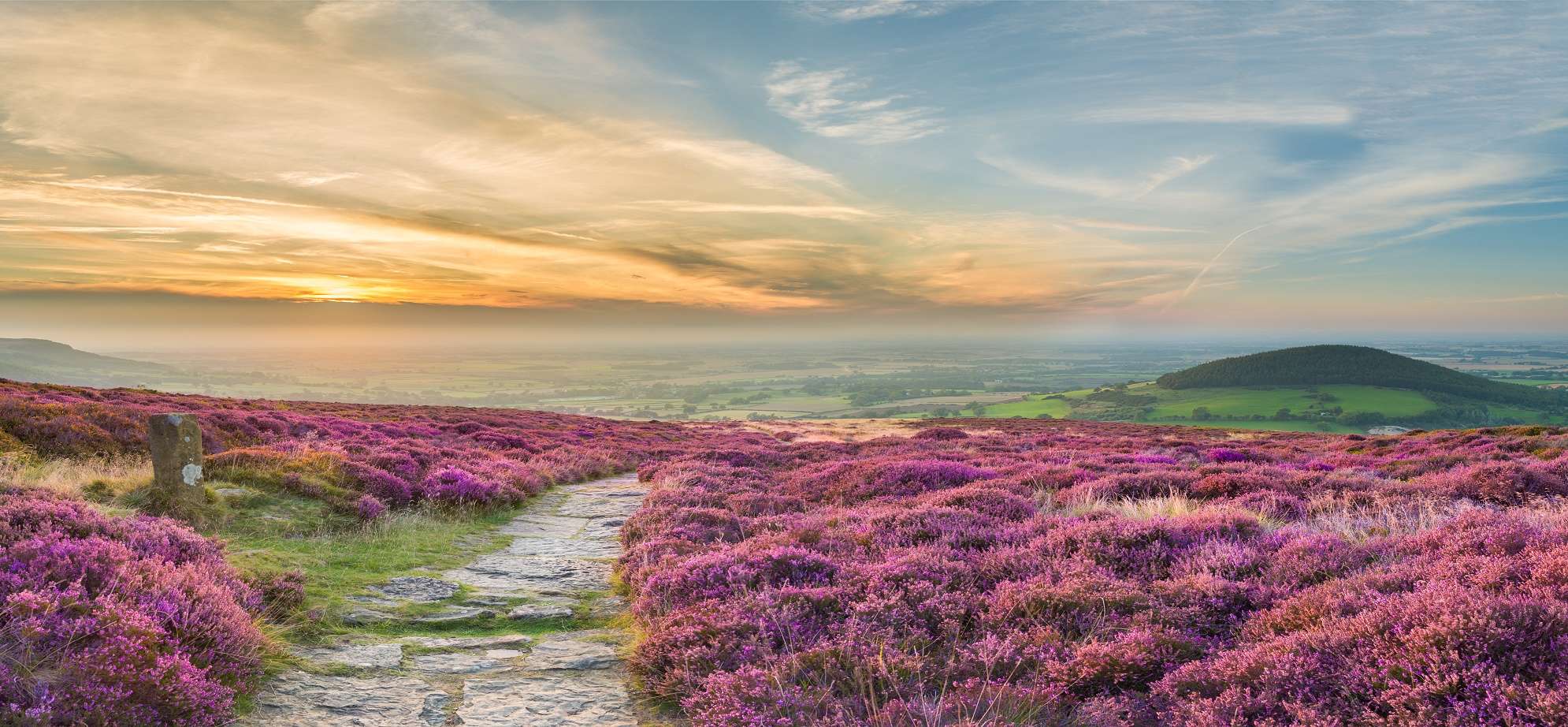 Walking holidays Footpath through heather at Cleveland Way, North York Moors.