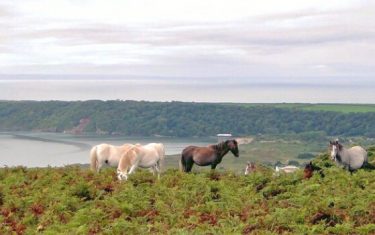 Ponies-Oxwich-Bay-Gower-Coast-Path