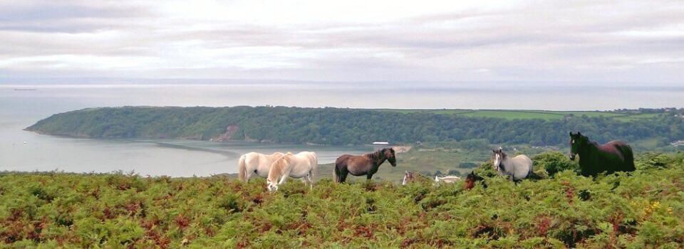 Ponies Oxwich Bay Gower Coast Path