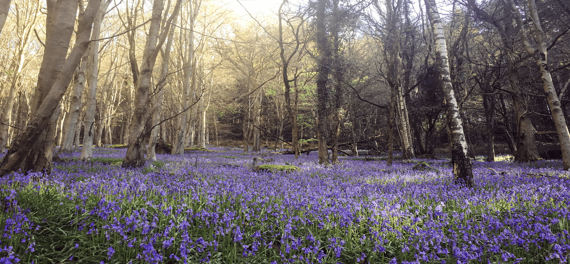 Wye Valley Woods in Spring