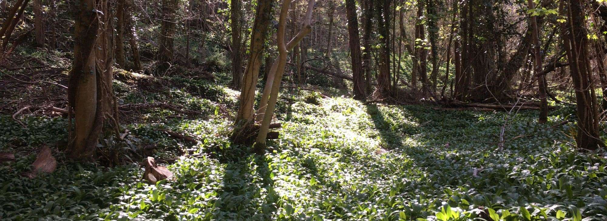 Sunlight peeking through the Wye Valley Glade