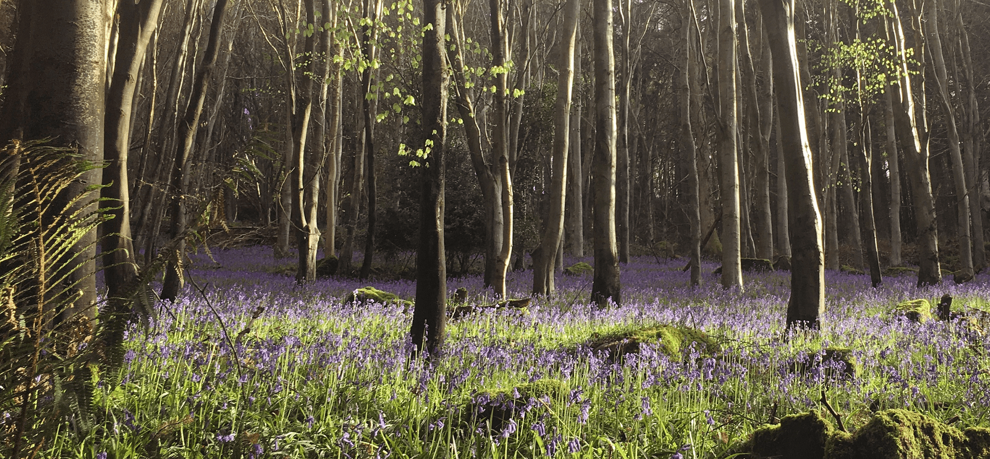 Wye Valley Woods Bluebells