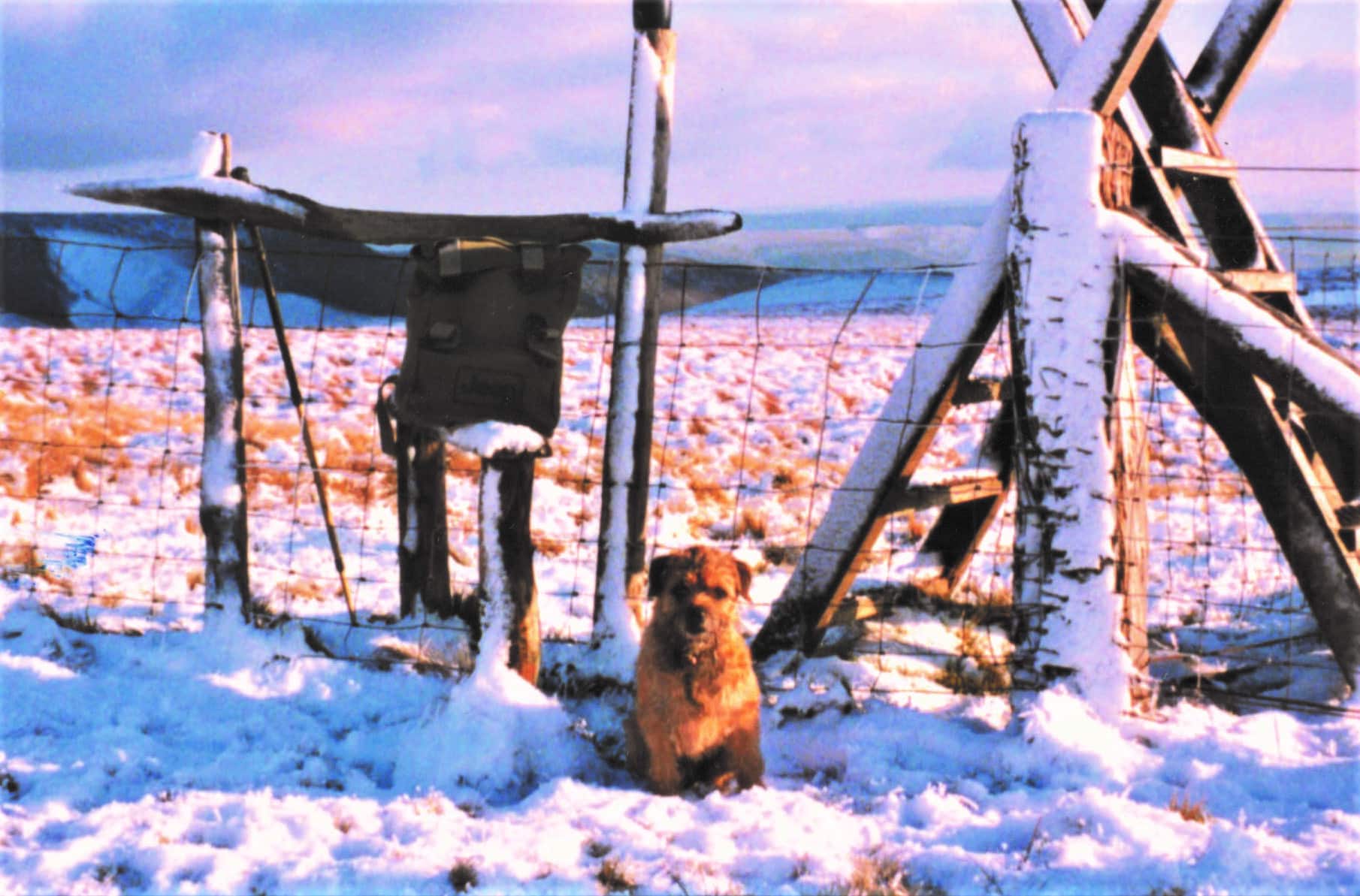 Fergus in snow