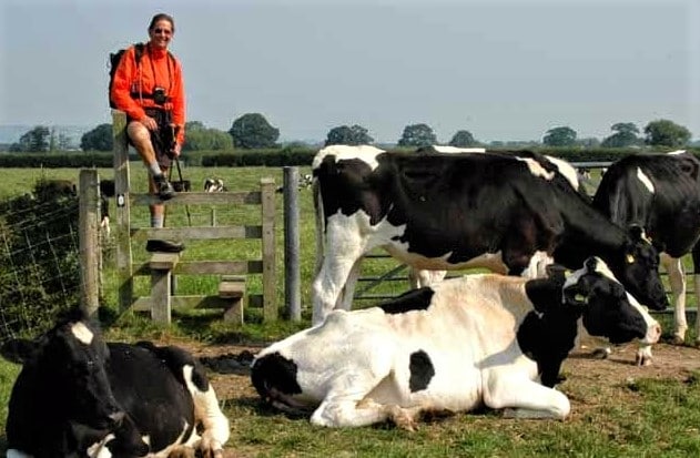 Crossing over stile into a field of cows