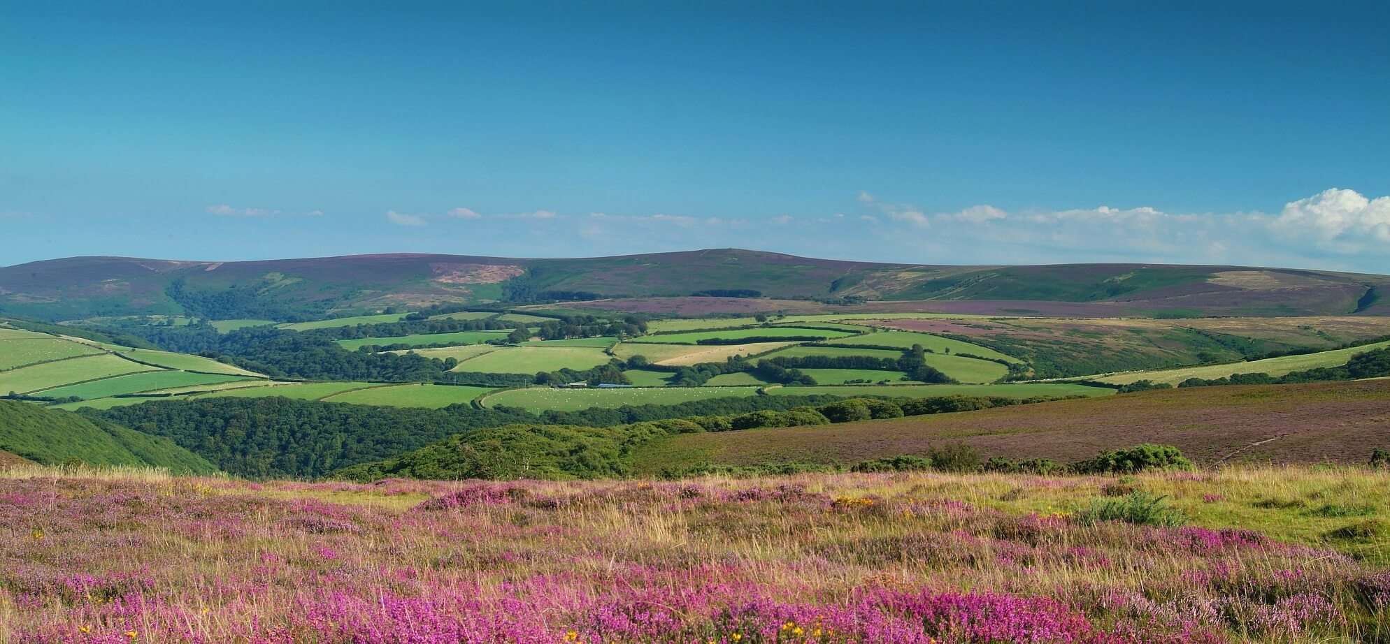 Heather Covered Hills