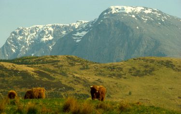 Ben Nevis & Highland Cattle