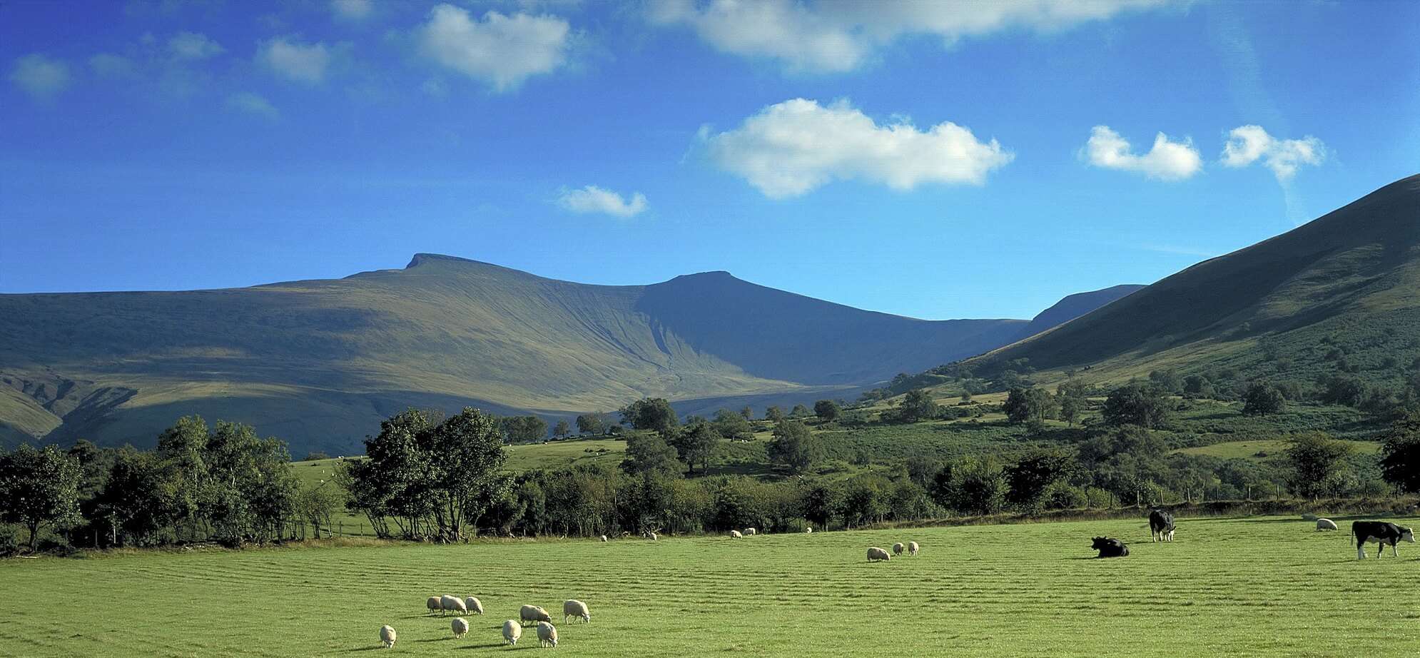 Brecon fields