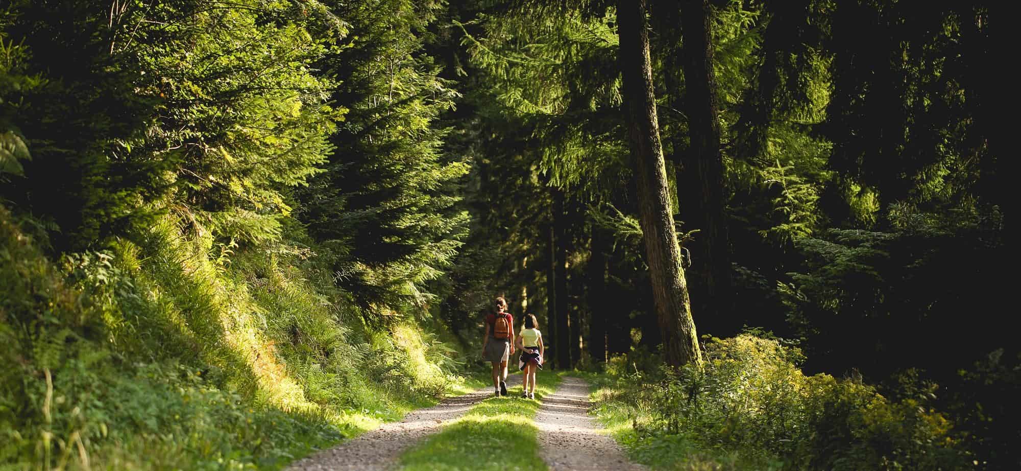 Walkers through Forest